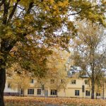 A tree with yellow leaves in front of a building