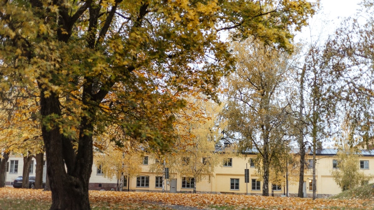 Fizinis aktyvumas kasdienybėje